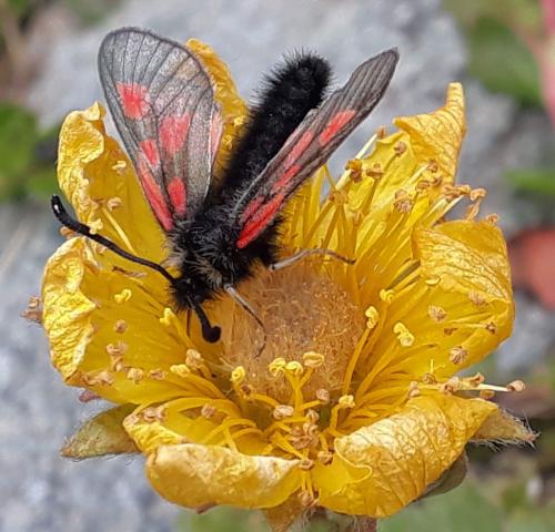 Réf. 328 878 : Zygaena exulans
